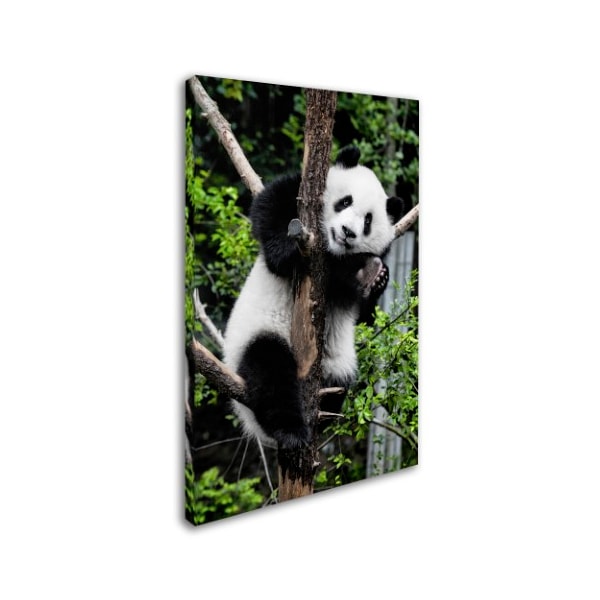 Philippe Hugonnard 'Giant Panda II' Canvas Art,30x47